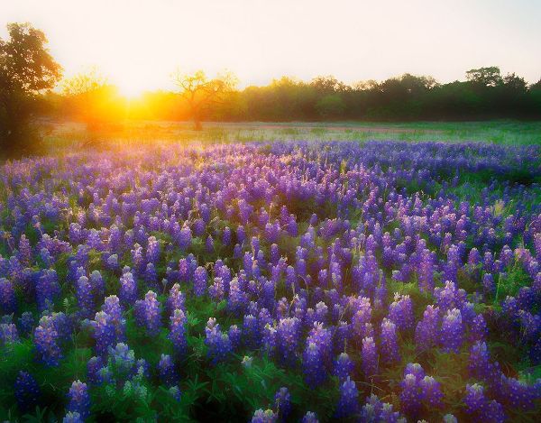 Texas-Llano County Sunrise abstract of field of bluebonnets